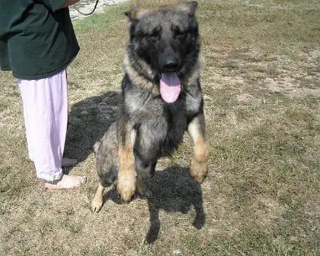 DOG IX