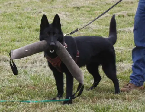 Onyx vom Mystical Haus