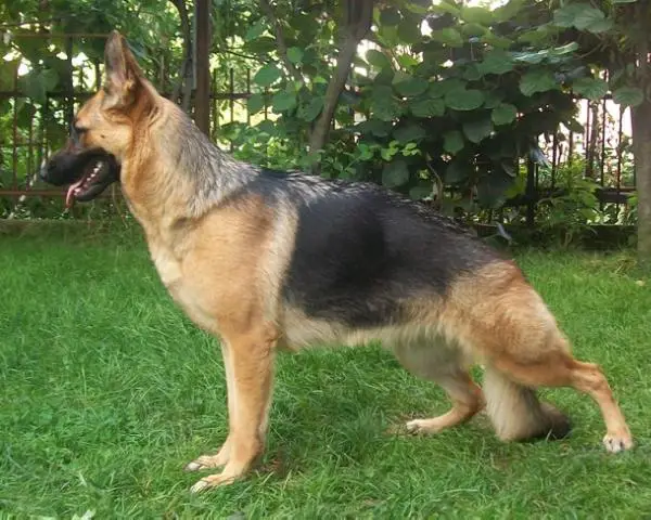 V1;V3(BALKANGSDSHOW) Azra Vardar Wolf