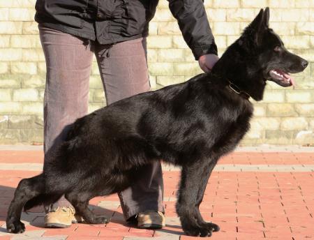 Itala Zet Eurosportu