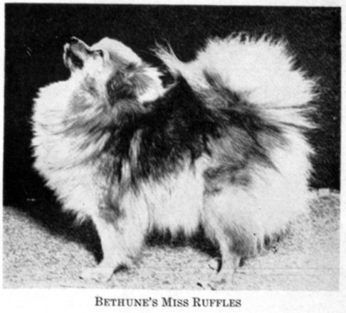 Bethune's Miss Ruffles