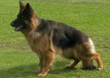 SG1 Alrine aus Mecklenburg