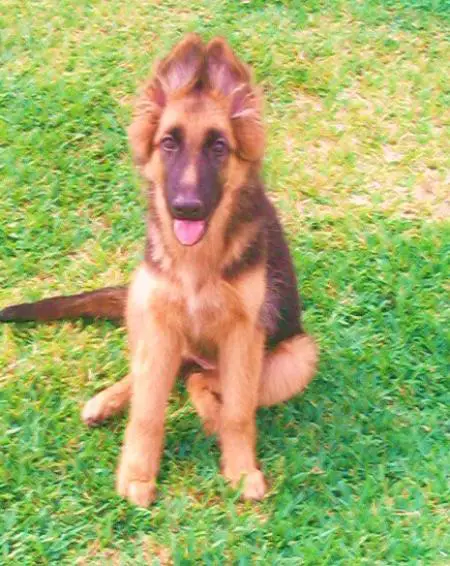 Foxxi Von Rikah-Haus