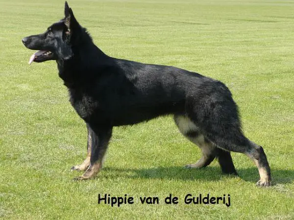 Hippie Van de Gulderij