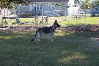 Oshka vom haus Baysden