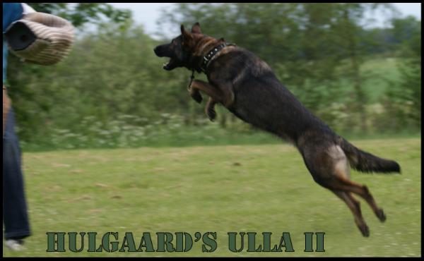 Hulgaard's Ulla 2
