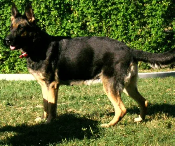 Bo Jetta Jabari
