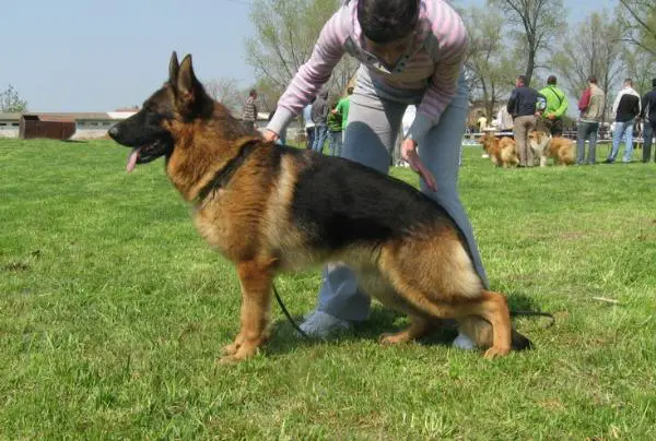 2XV-1, 2XV2 Hondo Von Haus Milesevac