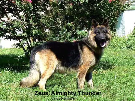 Zeus' Almighty Thunder