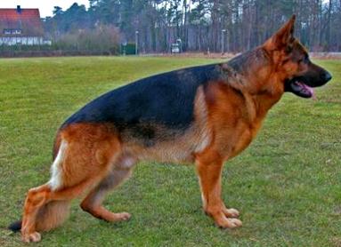 VA3 (NASS) Duras vom Holtkämper See