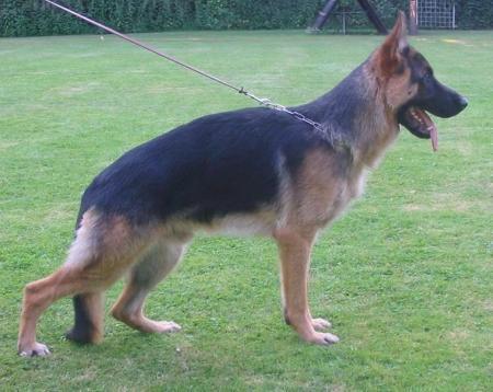 Capo vom Kuckucksland