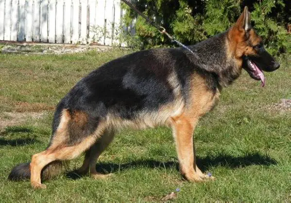 Pania in Regnum Marianum