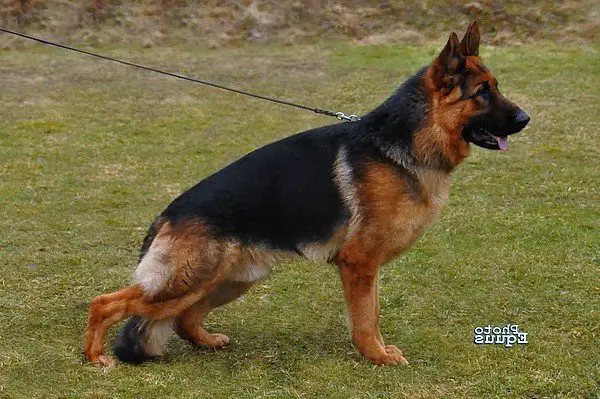 SG 27 Tarzan vom Zellwaldrand
