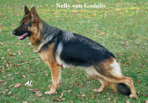 V Nelly von Godalis