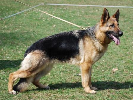 SG2,V(CZ) Carmen AJ-PE BOHEMIA