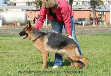 Russtannenwald Ovacija