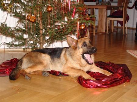 Zoro von Groß-Zünder