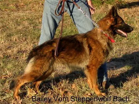 Bailey Vom Steppenwolf Bach