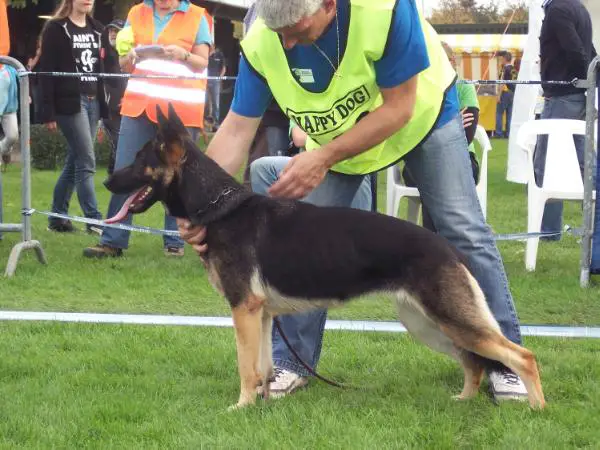 Banjolien van het struweel