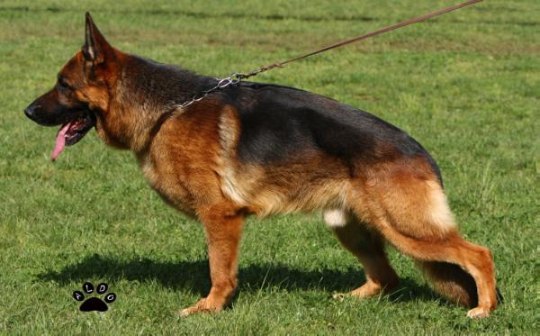 Zidan Della Valle Del Liri