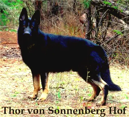 Thor von Sonnenberg Hof