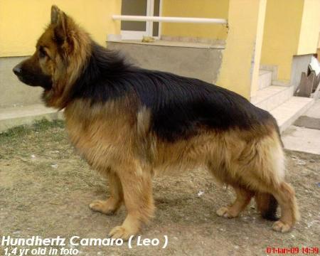 Hundhertz Camaro ( Leo )