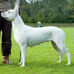 LANDESSIEGERIN 2007 Victoria de los Hijos de la Luna