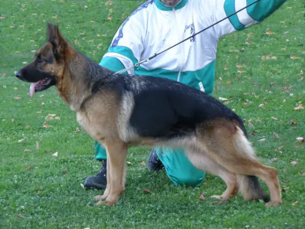 V 12 (I) - V 66 2010 Zora dei Verdi Colli