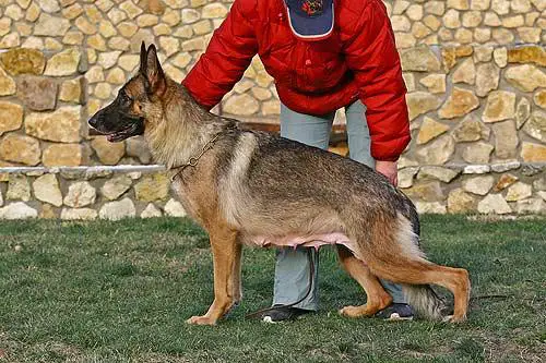 Lavina vom Fichtenschlag