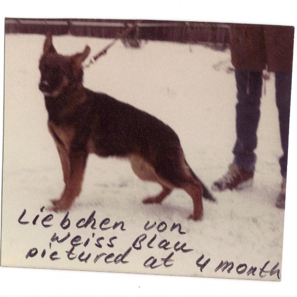 Liebchen Von Weiss Blau
