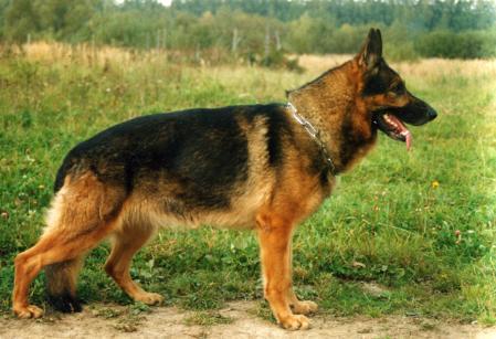 Shoncar Bar Wolf s Ugry