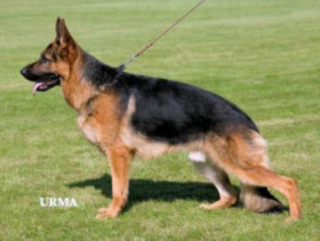 SG, V Frisco vom Usinger Schloss