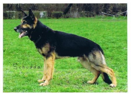 V Ringo vom Schwartenzwinger