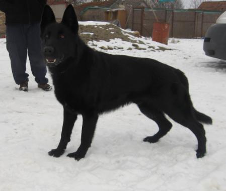 Buck vd. Adlershügelische Wache