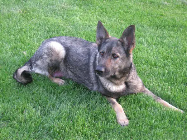 Tasha Von Friesenhaus