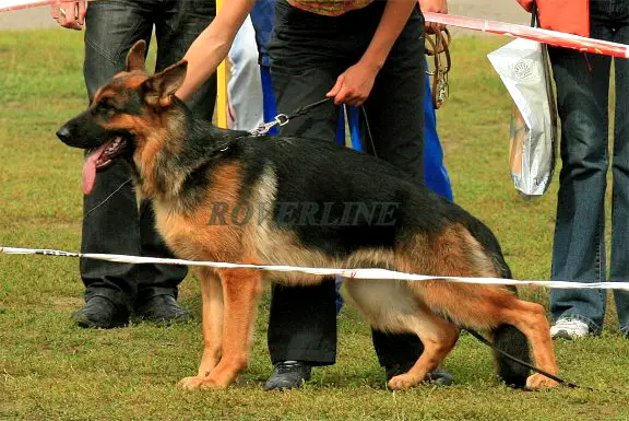 SG1 Lesnaya Nimfa s Sayanskih Gor