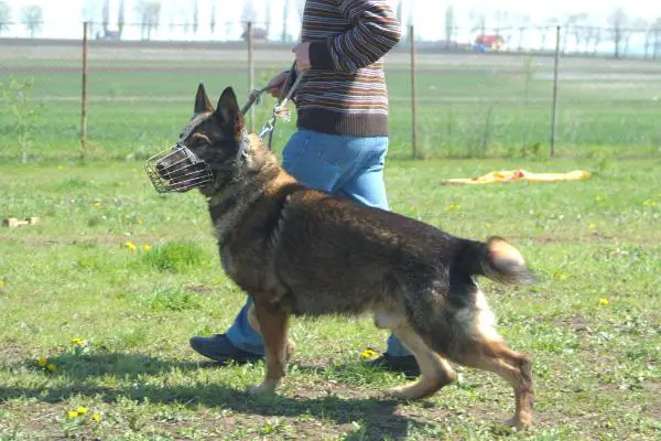 Greif aus der Königshöhle