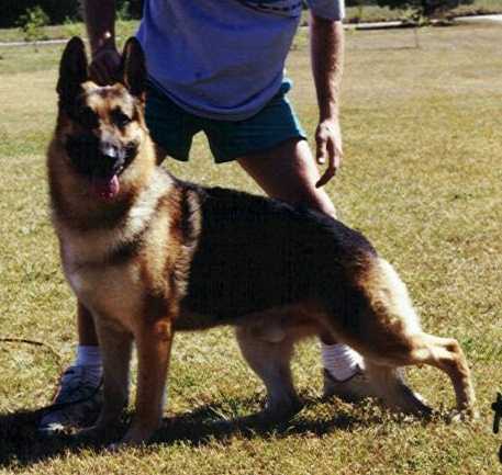 Guardian Sneakers v Milynmar