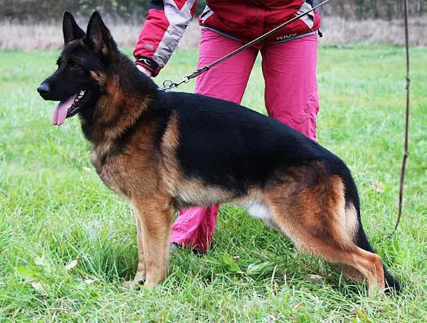 Vikont Belgorod Land