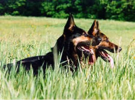 G Fello vom Schnieringsgarten