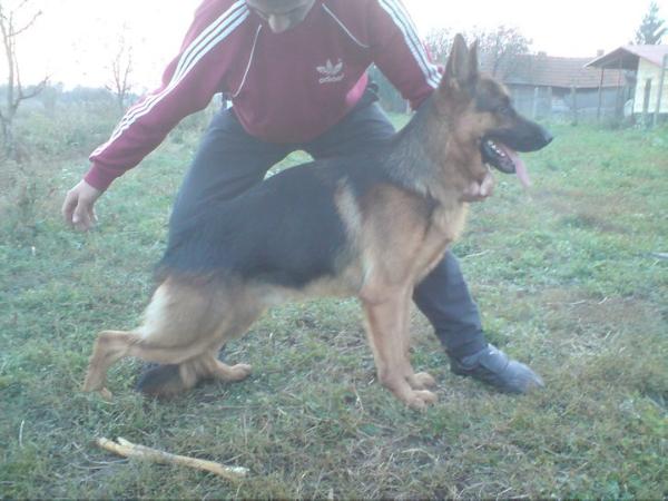 Érmelléki Szépség Mózes