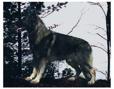 Raebark's Silver Freighter