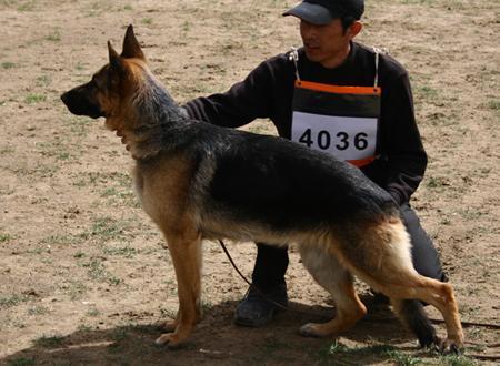 SG Bararri von GuangYi