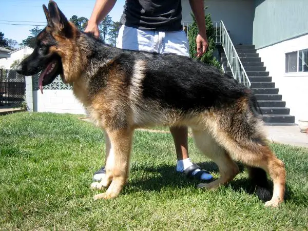 Skyler vom Nadelhaus