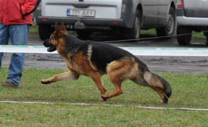 V, BALT JCH&RU JCH,LVCH Jefferson Haus Sonder