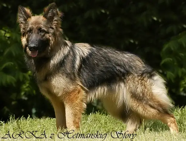 ARKA z Hetmanskiej Sfory