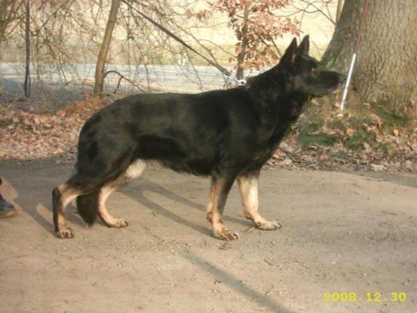 Kimba vom Stettenertal