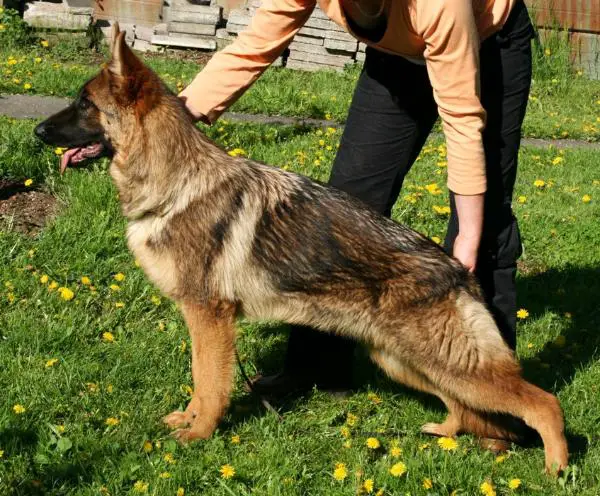 Betty von der Neudenauer Holzsteige