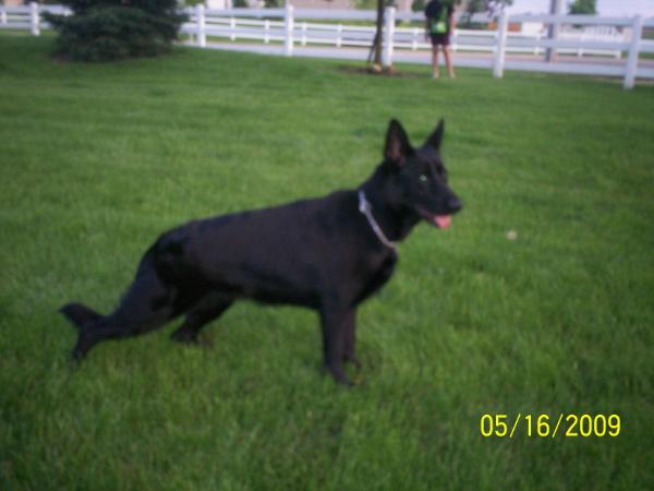 IN TRAINING SCHH Bella Gitta