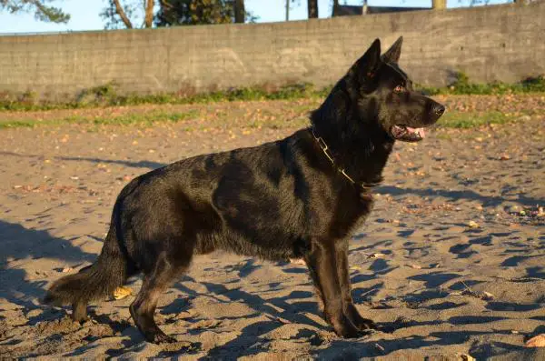 Tork del Lupo Nero